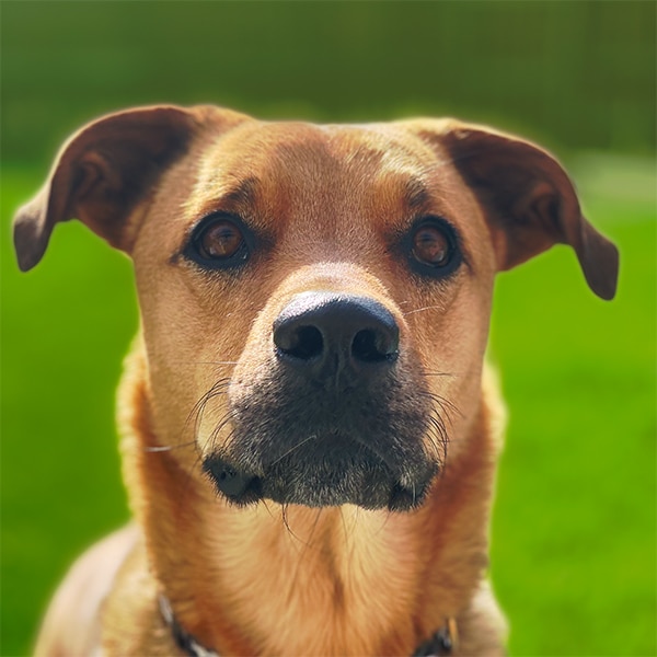 Photo of Xena
