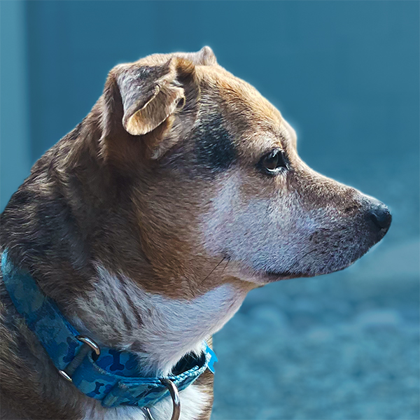 Photo of Blue