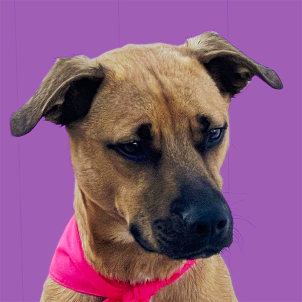 Photo of Scrappy