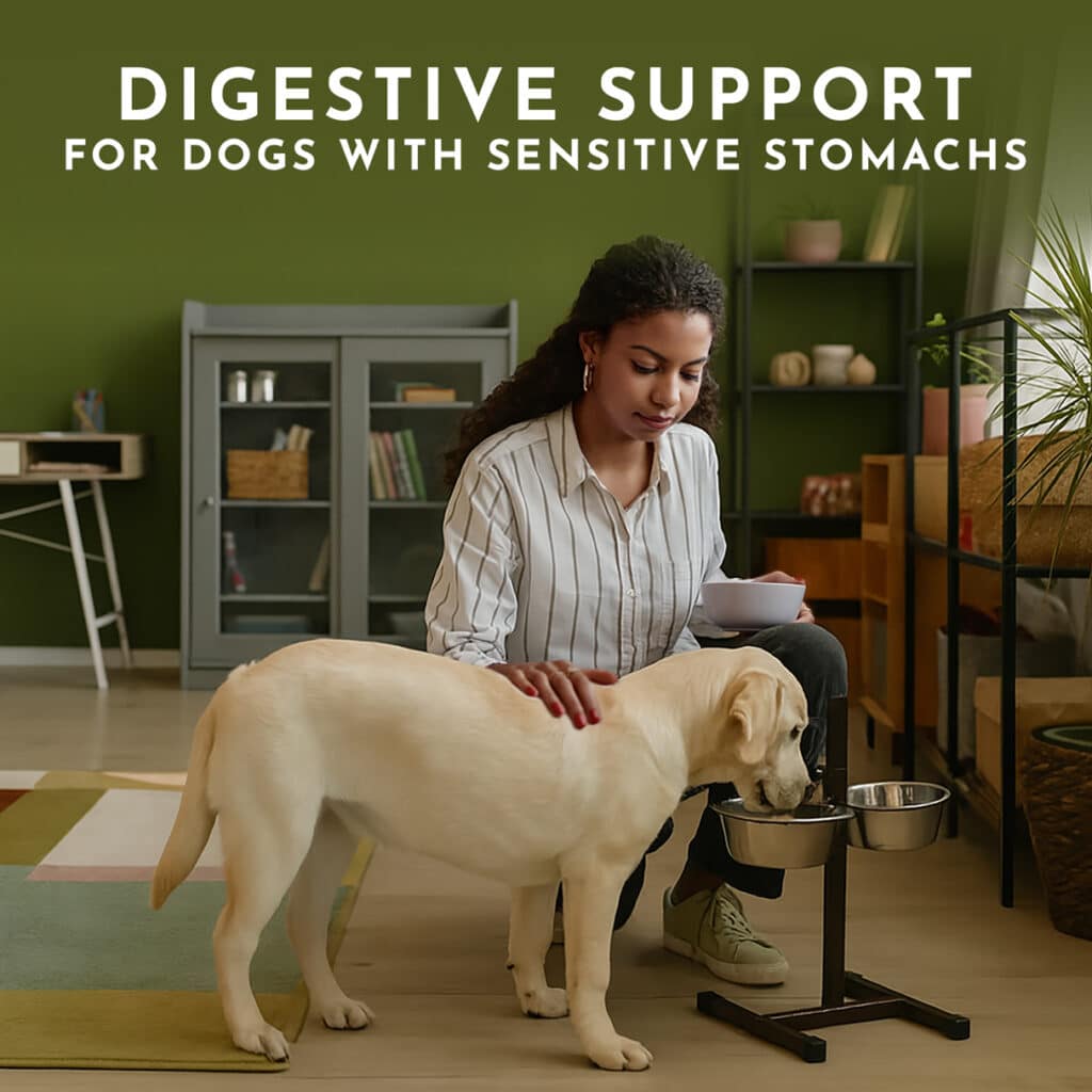 Digestive Support for Dogs with Sensitive Stomachs - BellyBalm Starter Pack