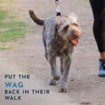 Put the Wag Back in Their Walk - BodyBend Starter Pack