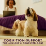Cognitive Support for Anxious and Confused Dogs - BrainBliss Starter Pack